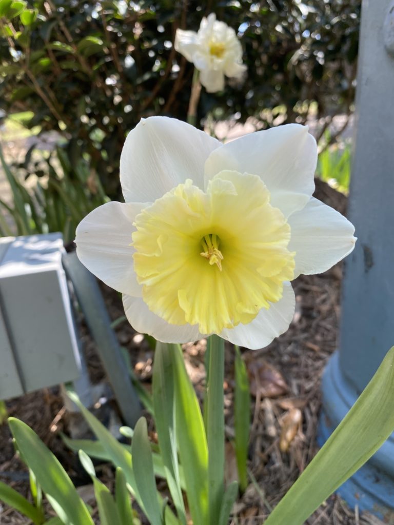 Daffodil Mount Hood : The Garden Club of Houston