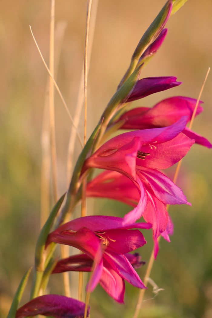 byzantine-gladiola-the-garden-club-of-houston