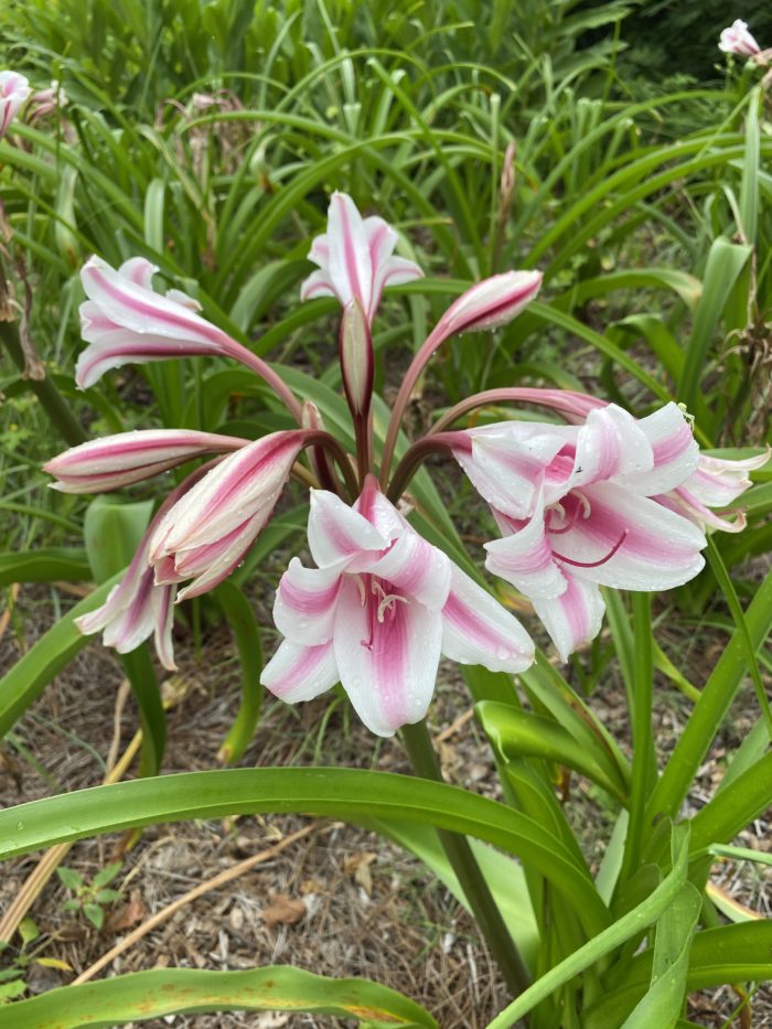 Crinum Schreck : The Garden Club of Houston