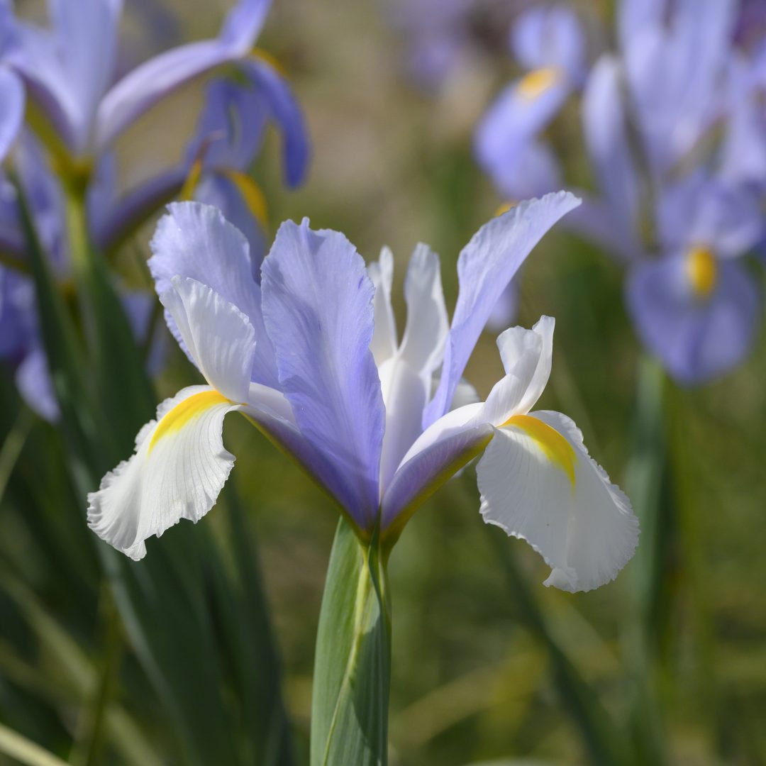 Product categories Dutch Iris : The Garden Club of Houston