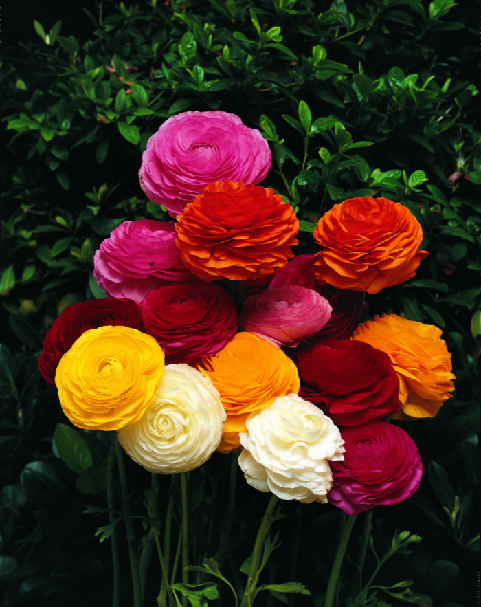 Ranunculus Mixed : The Garden Club of Houston